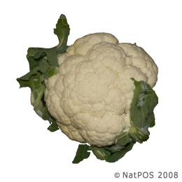 Cauliflower - White Cauliflower